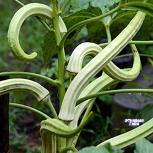 Elephant tusk okra