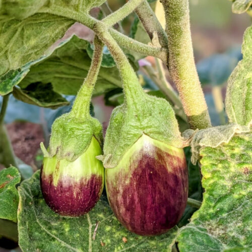 Enthal brinjal