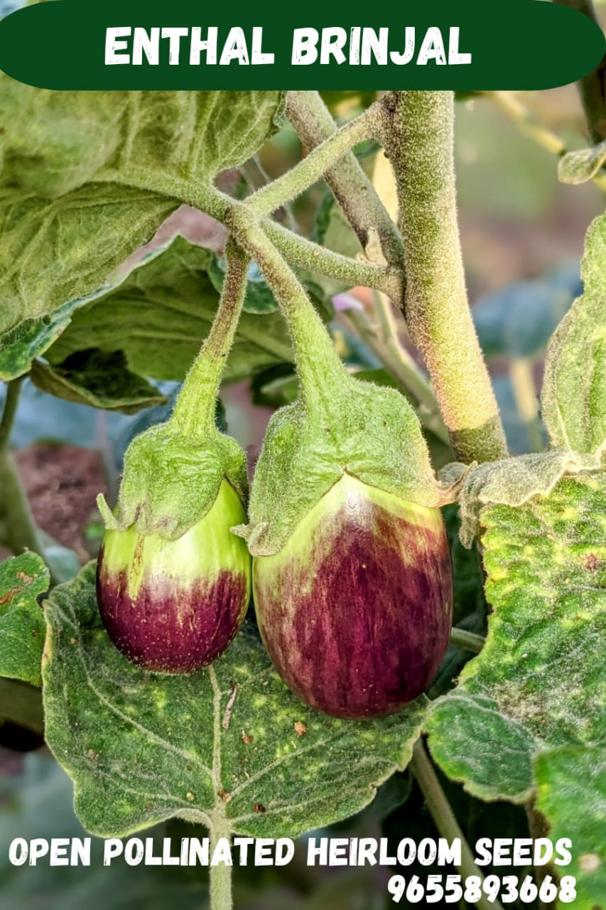 Enthal brinjal