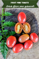 Frost pink Tomato