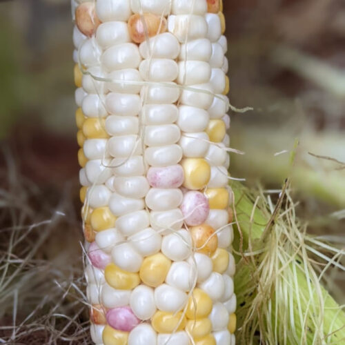 Gem corn white