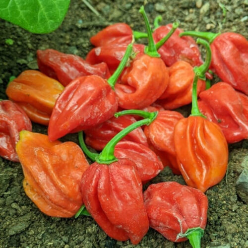 Ghee chilli (நெய் மிளகாய்)