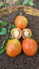 Giant apple Tomato