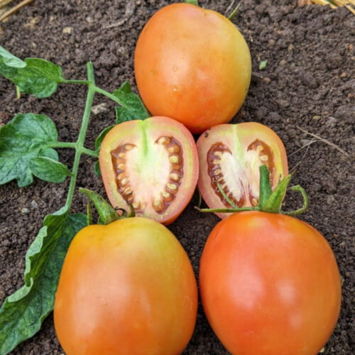 Giant apple Tomato