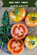 Giant ferry tomato