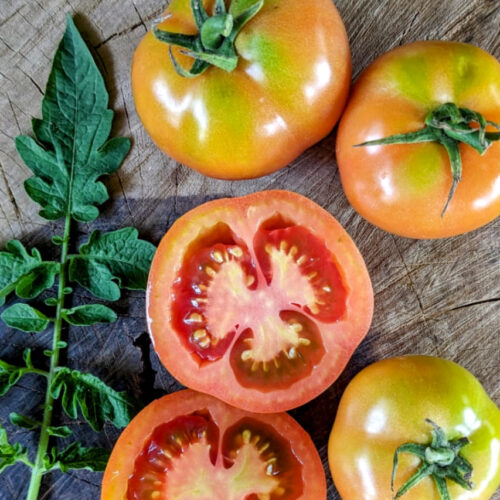 Giant ferry tomato