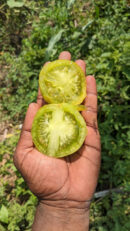 Green Zebra tomato