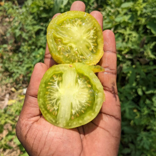Green Zebra tomato