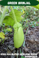 Green brinjal