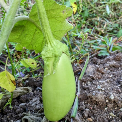 Green brinjal