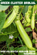 Green cluster brinjal