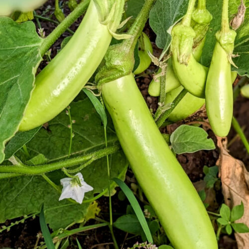 Green cluster brinjal