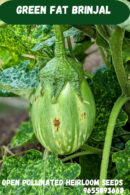 Green fat brinjal