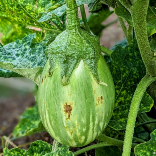 Green fat brinjal