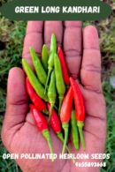 Green long kandhari chilli