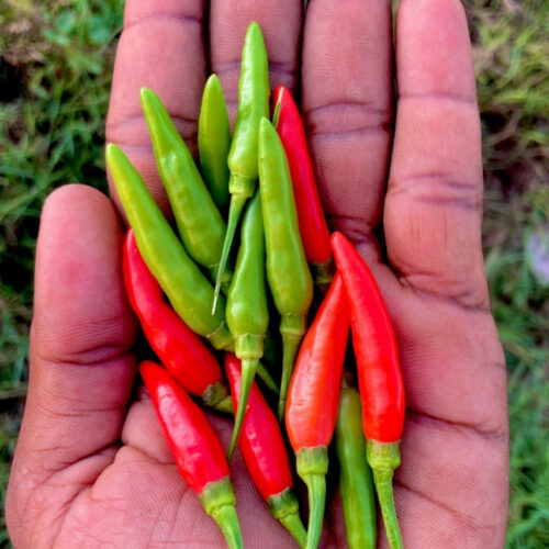 Green long kandhari chilli