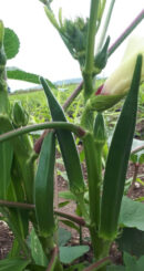Green okra (பச்சை வெண்டை)