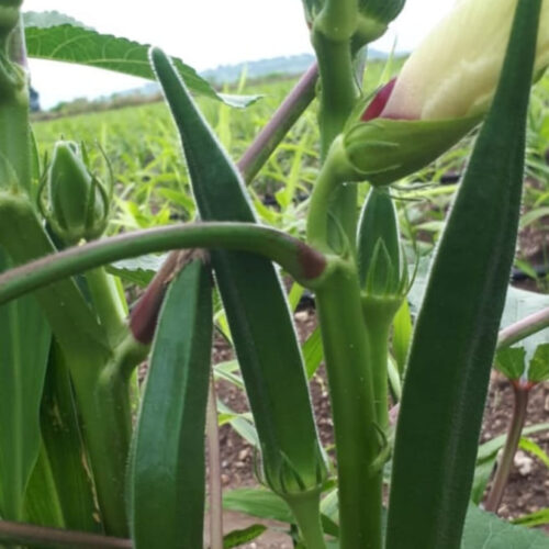 Green okra (பச்சை வெண்டை)