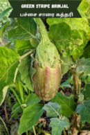 Green stripe brinjal