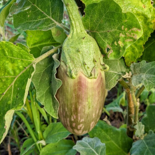 Green stripe brinjal