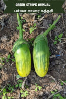 Green stripe brinjal பச்சை சாரை கத்தரி
