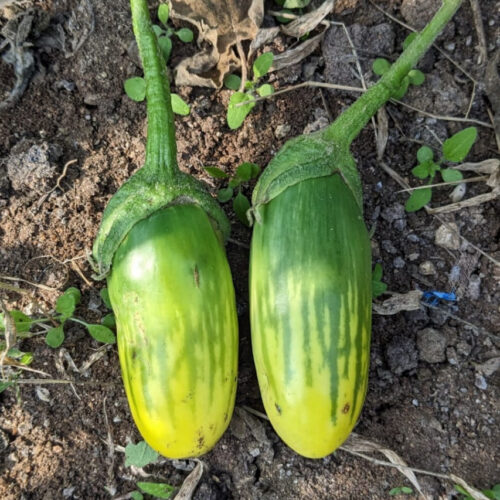 Green stripe brinjal பச்சை சாரை கத்தரி