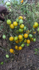 Ildi tomato