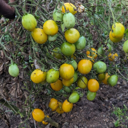 Ildi tomato