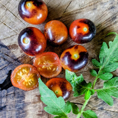 Indigo berry Tomato