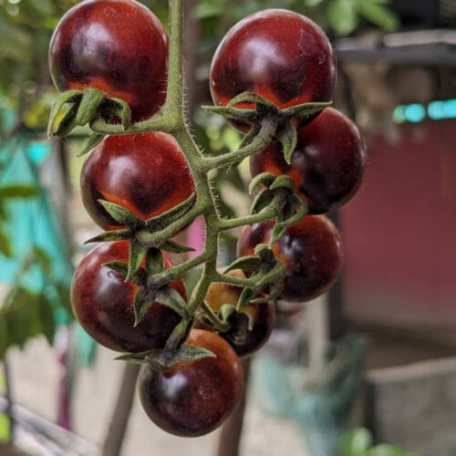 Indigo cherry