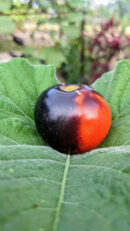 Indigo rose Tomato