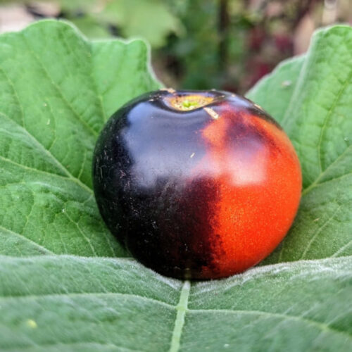 Indigo rose Tomato