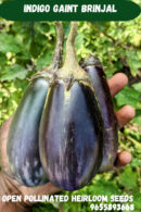Indigo stripe brinjal