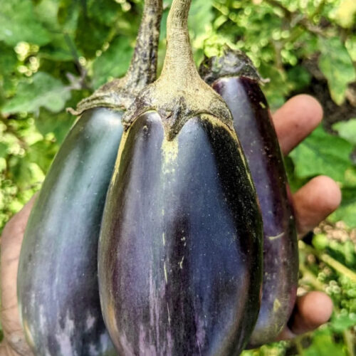 Indigo stripe brinjal