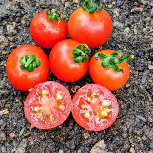 Jamun Tomato