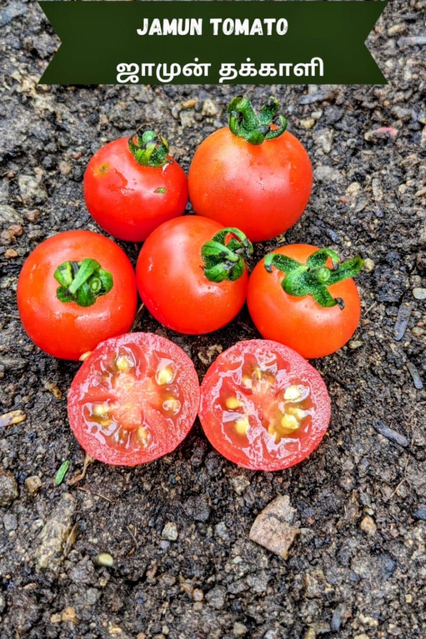 Jamun Tomato