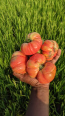 Kashi Tomato