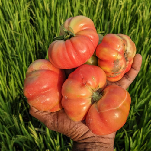 Kashi Tomato