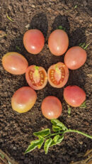 Kum kum kesari Tomato