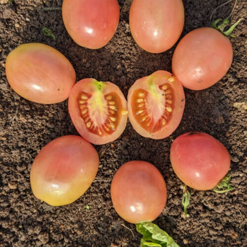 Kum kum kesari Tomato