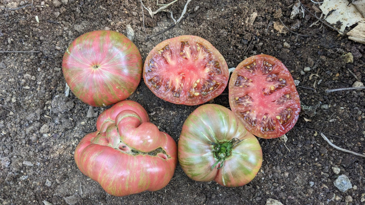 Large barred boar tomato(20-30 seeds ) - Image 2