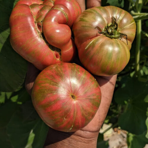 Large barred boar tomato