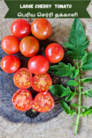 Large cherry Tomato