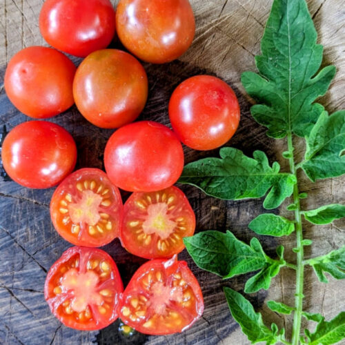 Large cherry Tomato