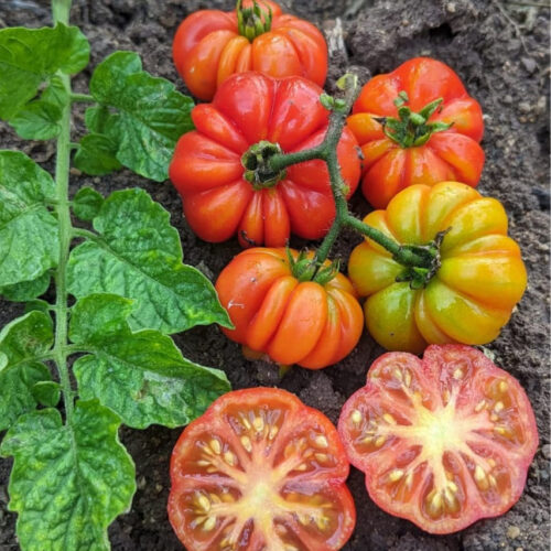 Liberian tomato