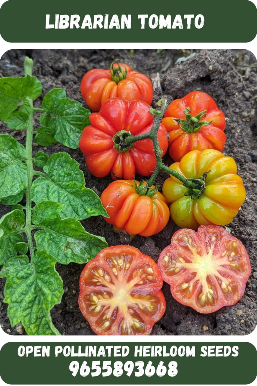 Liberian tomato