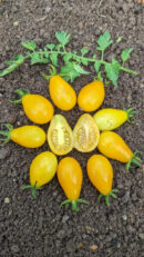 Little pear Tomato