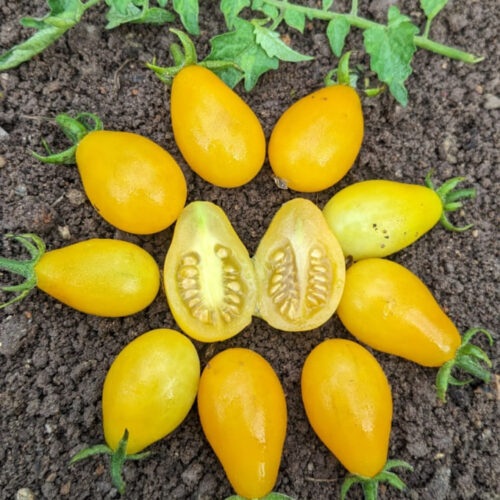 Little pear Tomato