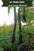 Long luffa sponge Gourd