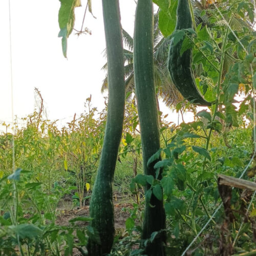 Long luffa sponge Gourd